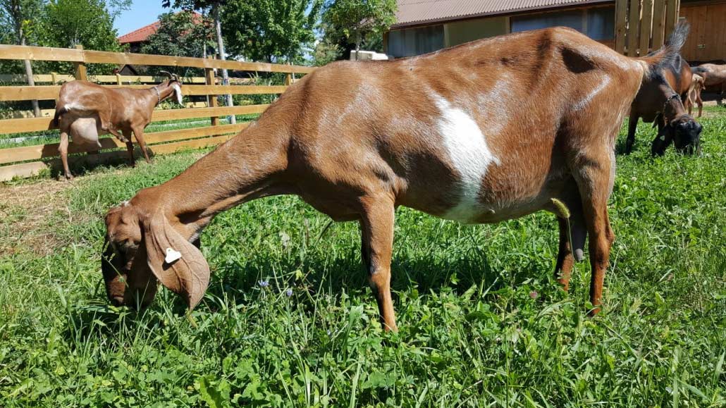 Anglo Nubian goats for sale Our farm of Anglo Nubian goats Elan's